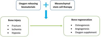 Hypoxia in Bone and Oxygen Releasing Biomaterials in Fracture Treatments Using Mesenchymal Stem Cell Therapy: A Review